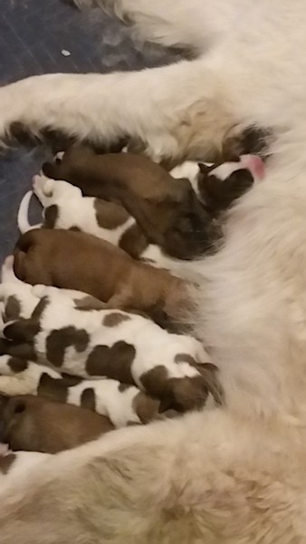 A litter of newborn puppies nursing from their mother who is laying down on the floor