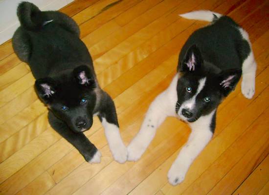 Two large breed black and white fluffy puppies with big heads and thick bodies laying down on a hardwood floor