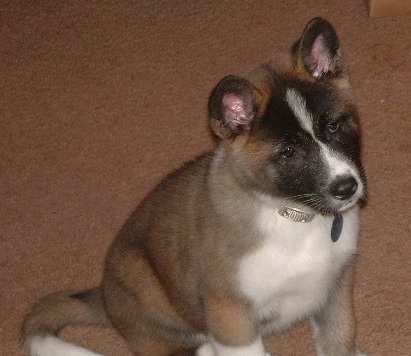 A thick coated tan, black and white puppy with a white chest and a white line down the center of his snout sitting down