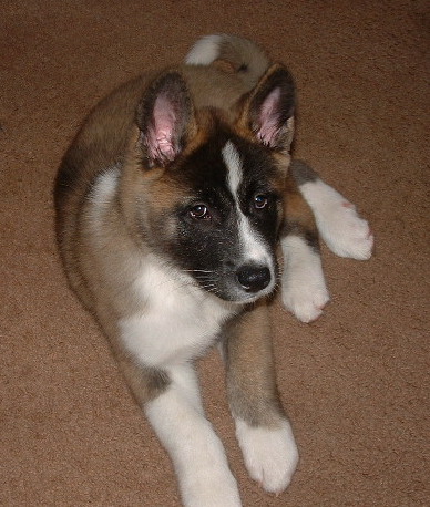 A fluffy little tan, black and white puppy with ears that stand up and white tipped paws laying down