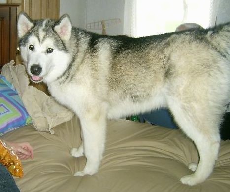 A thick coated, large breed, gray, tan and white dog with small prick ears and round dark eyes standing on a humans bed