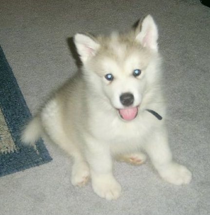A little fluffy white and tan puppy with a black nose and dark round eyes sitting down on a tan carpet