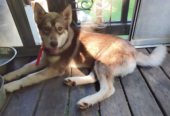 A red and white colored wolf-looking canine puppy laying down on a wooden deck