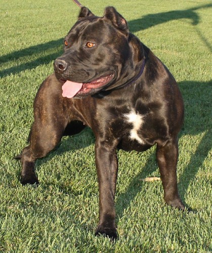 Front view of a large, muscular, wide-chested chocolate brown, brindle dog with a white patch on her chest, a big head, small cropped ears and light brown eyes standing outside in grass looking to the left