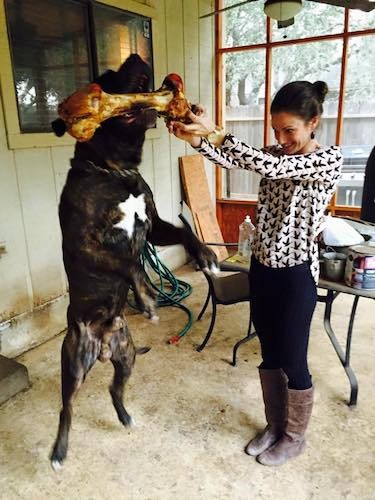 A large breed, wide chested, muscular black brindle mastiff dog with white on his chest jumping for a very large bone that a woman is holding on an enclosed porch of a house