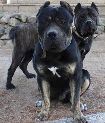 Two large, thick bodied mastiff type dogs with very large heads and small cropped ears outside in front of a stone wall