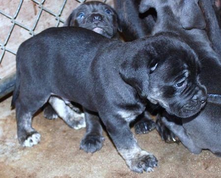 A little, thick bodied black puppy walking in front of her littermates with a chainlink cage behind her