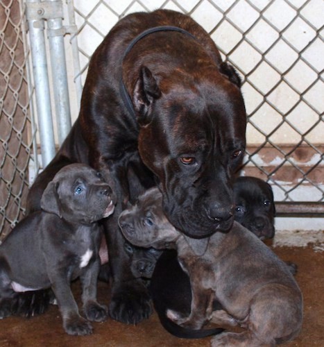 A large breed, black, brown brindle mastiff dog with her head leaning over top of her litter of puppies