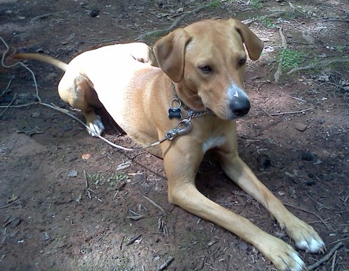 A tan large breed dog with ears that hang to the sides, white on the tips of her paws and end of her snout laying down in dirt