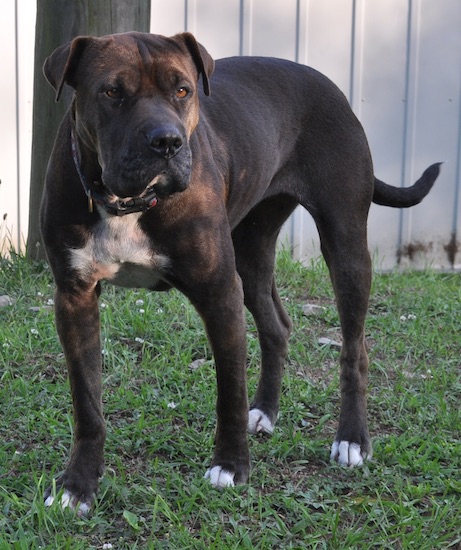 A very large muscular black and tan brindle colored dog with a white chest standing in grass