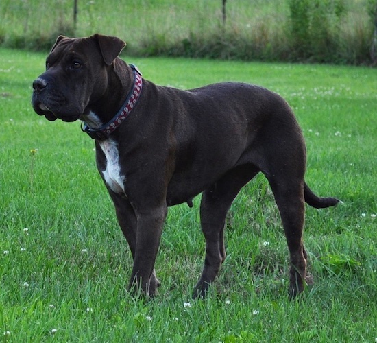 A large breed black dog with a white chest and a big head standing outside in grass