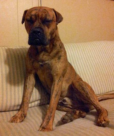 A brown brindle large muscular dog with a big head and large muzzle sitting down on a couch with his eyes closed