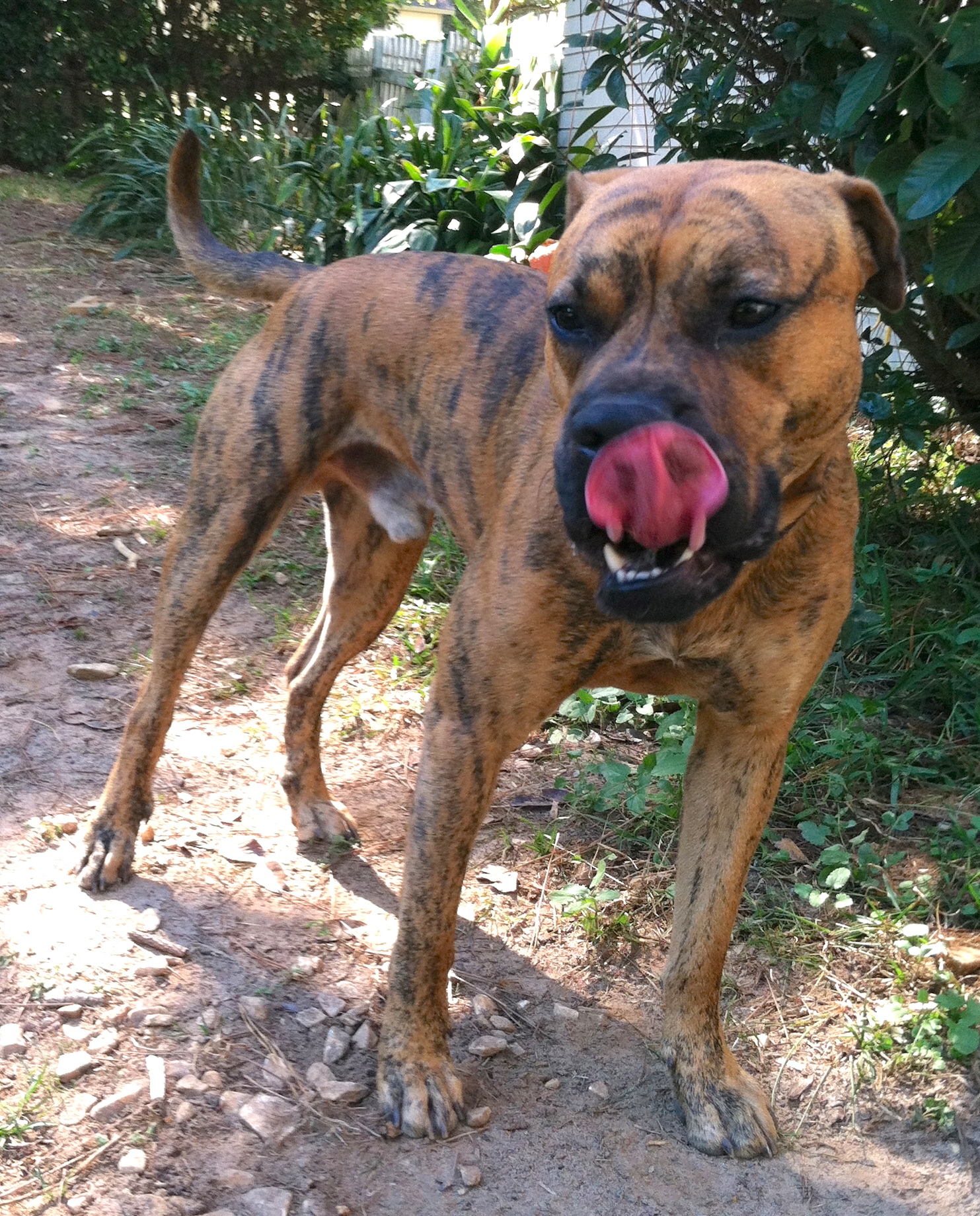 A tan brindle large dog with a long tail, rose shaped ears and a pink tongue licking this black nose.