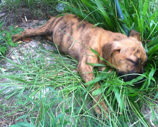 A little tan and black brindle puppy sleeping in the grass