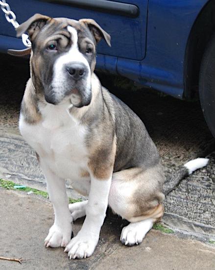 A tricolor black, tan and white wrinkly dog with a large boxy snout and a wide chest sitting down.