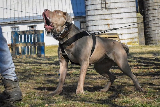 A large muscular gray dog on a lead barking at a man in front of him with drool on his face.