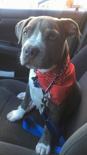 A gray puppy with a white blaze, chest and paws wearing a red bandana sitting on the front seat of a car