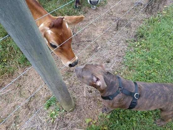 Looking down at a  large brown cow nose to nose with a browm brindle dog through a fence.