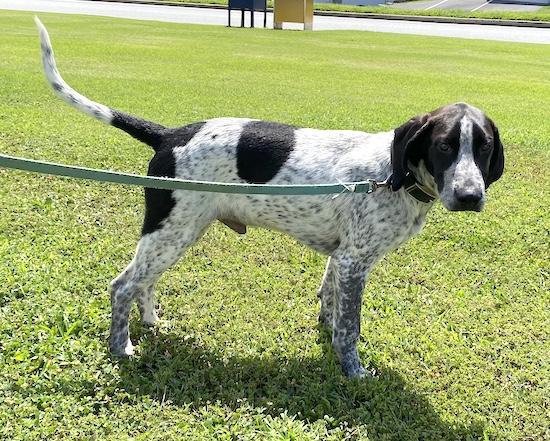 A black and white ticked hound dog puppy with black ears and a long tail standing in grass