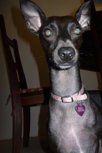 Close up head and upper body shot of a short haired gray looking dog with a very long neck and large prick ears, round eyes and a black nose standing in front of a wooden table and chair in a house