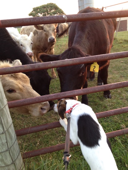 A hound looking dog jumping up at a farm gate smelling a herd of cattle