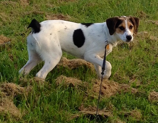A tricolor, white with black and brown patches, dog with a docked tail and ears that hang to the sides in a field of grass.