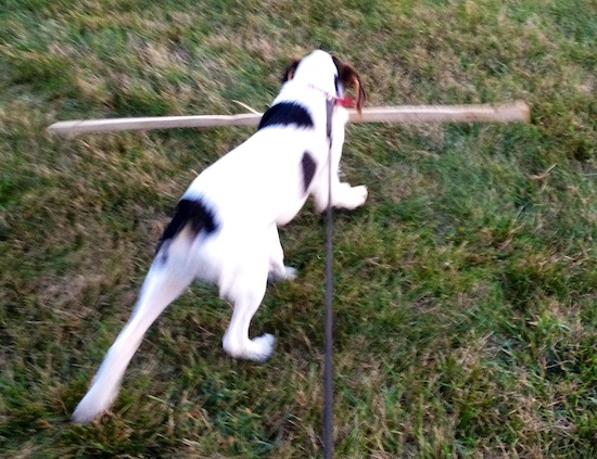 The backside of a white puppy with black and tan patches walking in grass while holding a long stick in her mouth