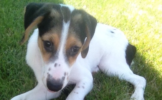 A tricolor puppy with a black nose and drop ears laying down in grass.