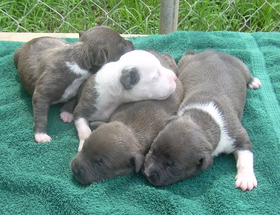 A litter of bully puppies laying on a green towel