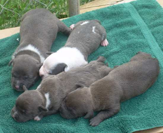 A litter of bully puppies sleeping on a green towel
