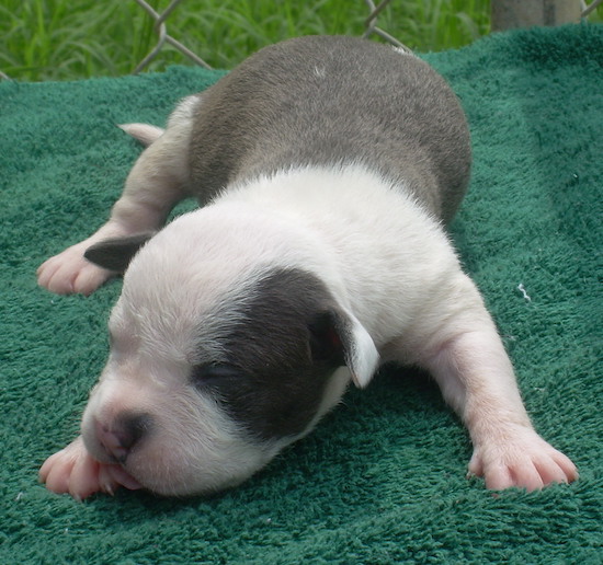 A little gray bully puppy with a white head laying on a green towel outside