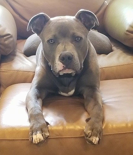 A silver-gray colored, wide-chested, thick-bodied, muscular dog with ears that fold up and over at the tips laying on a brown recliner chair