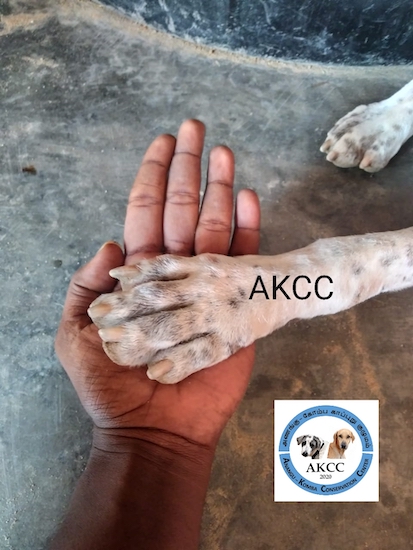 A large dog paw on top of a person's hand with the letters AKCC overlayed on top of the paw
