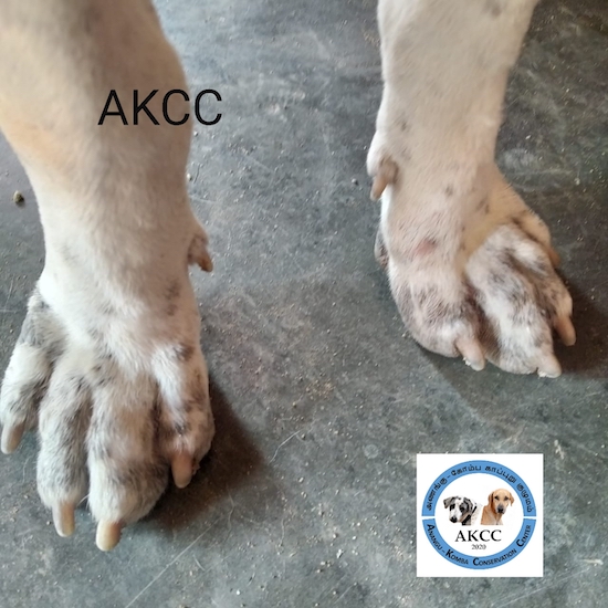 Two large dog paws that are white with gray spots on them with the letters AKCC overlayed on top of the left paw