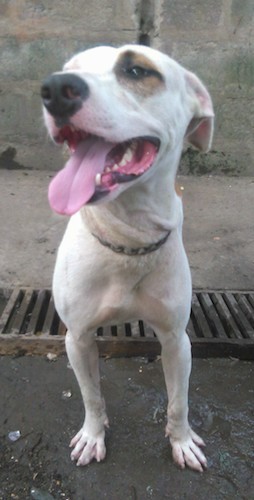 Front view of a skinny white dog with a big head standing out on the street