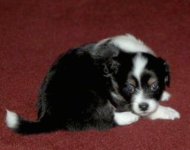 A small, tricolor puppy with little ears that fold to the sides laying down on a maroon carpet