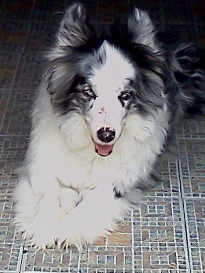 A merle colored gray and white long coated fluffy dog with ears that stand up laying down on the floor