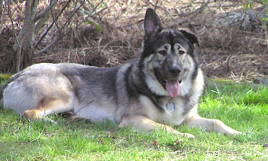 A large breed, thick-coated gray, black with tan dog that has one ear up and one ear flopped over laying down in grass