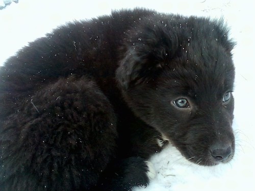 A little, fluffy, thick-coated black puppy with blue eyes laying down outside in the snow