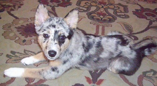 A merle colored gray, black, tan and white dog with prick ears that stand up, a black nose and dark eyes laying down on a tan oriental rug