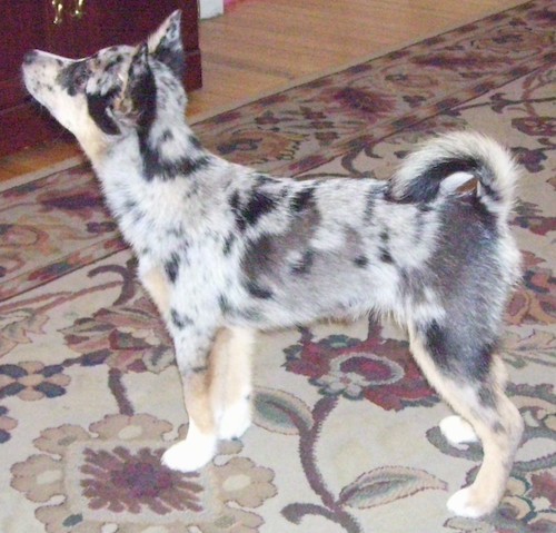Side view of a merle colored little puppy with prick ears and a tail that curls up over his back standing inside on a tan oriental rug