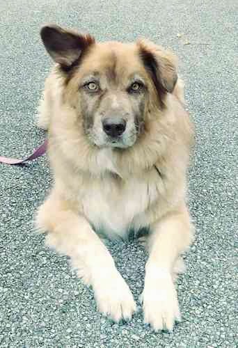 Front view of a tan with black thick coated, long haired dog with one ear up and one ear folded down and golden eyes and a black nose laying down on asphalt