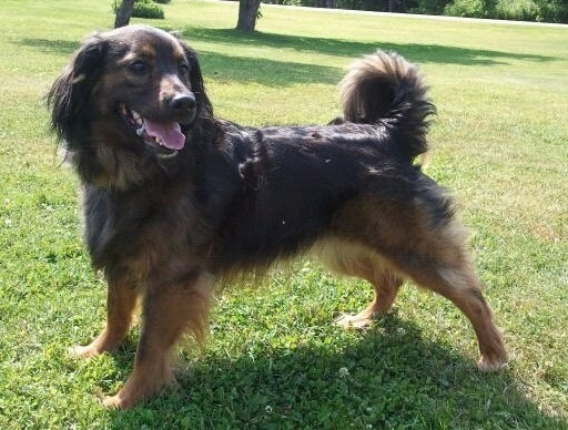 A thick coated black and tan dog with a long ring tail, long fluffy ears a black nose and dark eyes standing in grass