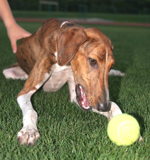 A brown brindle large breed, thin dog with a long muzzle brown eyes and a black nose laying in grass about to bite a tennis ball.