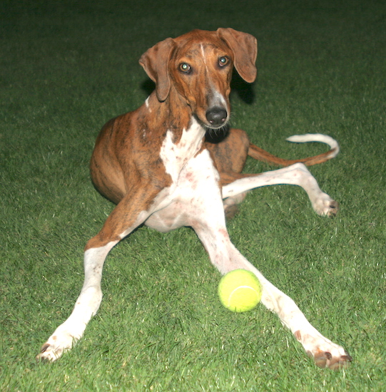 A brown brindle dog with white ticking on her very long legs with a tennis ball laying in grass