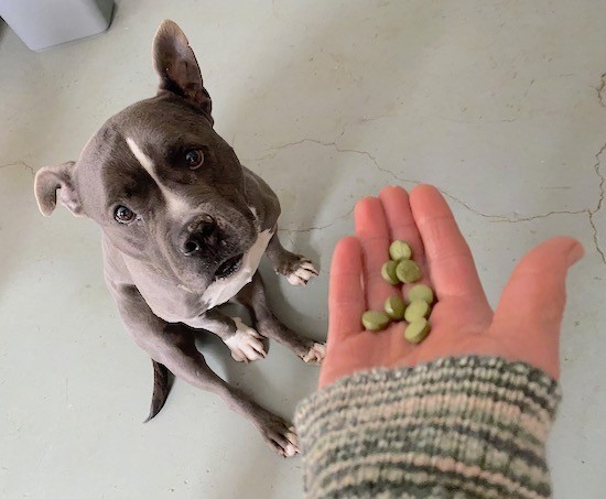 A gray dog with a white stripe sitting down with a person holding a handful of wheat grass pills