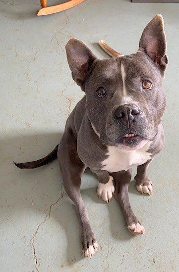 A gray bully dog with her ears perked looking up while sitting down gray cement floor