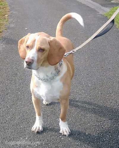 Front view of a tan and white hound dog with long, wide ears that hang down to the sides and a long tail standing outside on an asphalt path