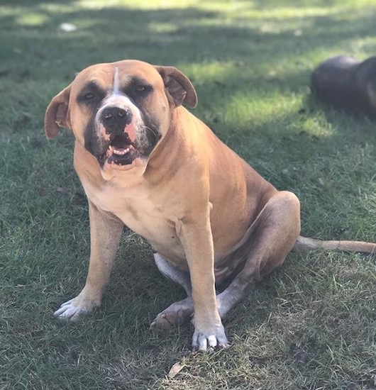 A brown white and black wide muscular bully dog sitting down in green grass