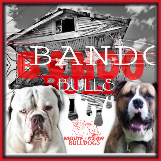 The roof of an old house above the words Bando Bull written in both red and white letters with a white dog with a blue eye on the bottom left and a brown brindle dog on the bottom right.